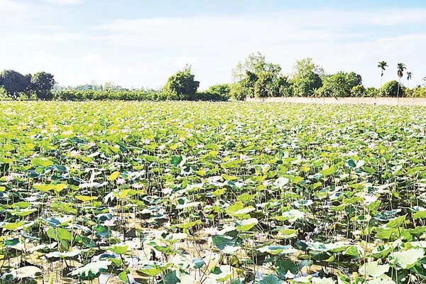 Mô hình trồng sen mùa nước nổi tại xã Tân Hòa, thành phố Cần Thơ.
