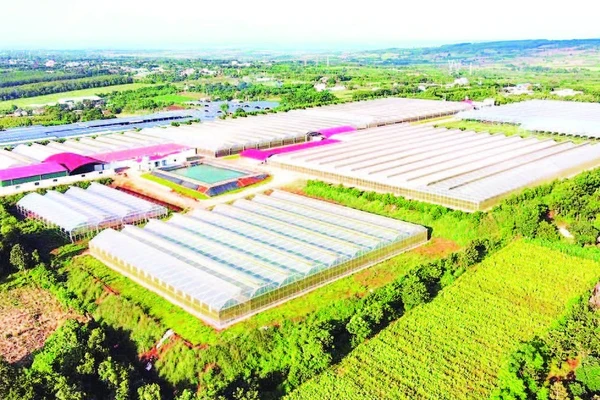 Gia Lai được coi là một trong những vùng trồng chanh leo lớn nhất cả nước.