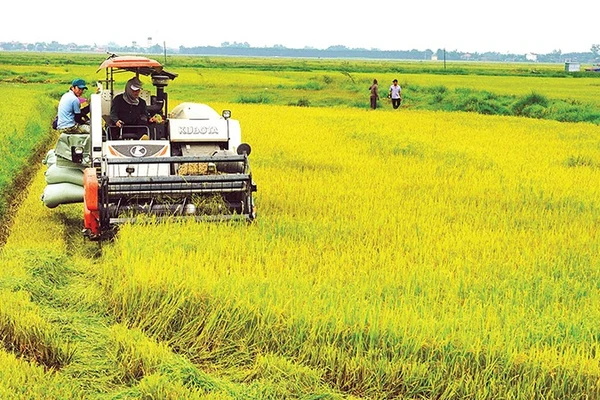 Lúa là cây trồng chủ lực của tỉnh Quảng Trị được cấp 35 mã số vùng trồng.