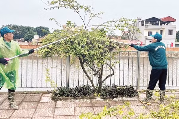 Các thành viên Câu lạc bộ “Chung tay vì sức khỏe cộng đồng” cắt tỉa cây xanh, bảo đảm an toàn trong mùa mưa bão. 