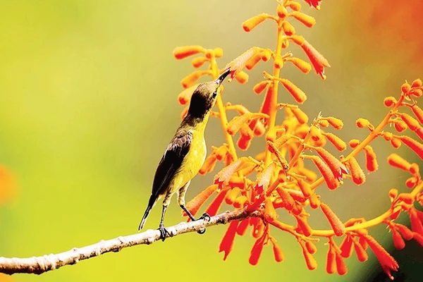 Chim hút mật xác pháo và hoa ngô đồng.