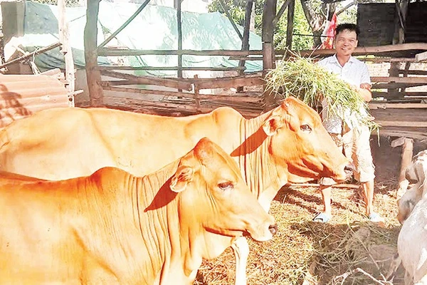 Ông Nguyễn Mạnh Đoàn ở thôn Thành Sơn, thuộc diện hộ nghèo và được địa phương hỗ trợ vay 20 triệu đồng từ Ngân hàng Chính sách xã hội và người thân trong gia đình hỗ trợ thêm vốn để mua một con bò cái sinh sản và chục con dê chăn nuôi, đem lại thu nhập gần 50 triệu đồng/năm, đời sống được cải thiện nhiều.