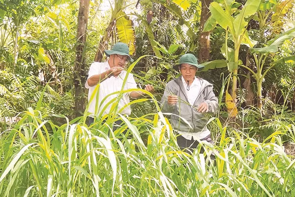 Cán bộ Phòng Khoa học và Bảo tồn đất ngập nước, Khu Bảo tồn thiên nhiên Lung Ngọc Hoàng kiểm tra sinh trưởng cây lúa hoang. 