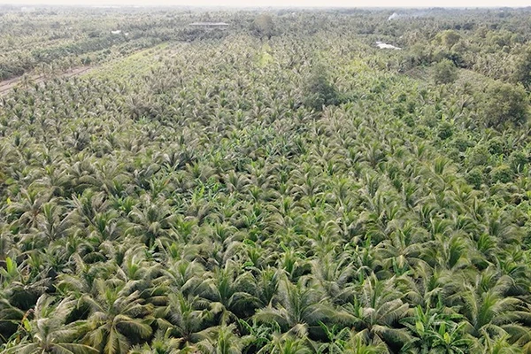 Tỉnh Vĩnh Long có hơn 120.000ha dừa, đứng đầu cả nước về diện tích.