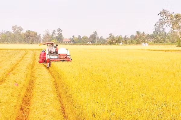 Sản xuất lúa chất lượng cao, phát thải thấp đang từng bước trở thành hướng đi chủ đạo, gắn với liên kết tiêu thụ, xây dựng thương hiệu và nâng cao giá trị hạt gạo Tây Ninh.