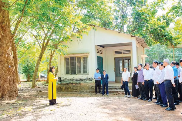 Bảo tồn, khai thác du lịch vườn cao-su cổ thụ