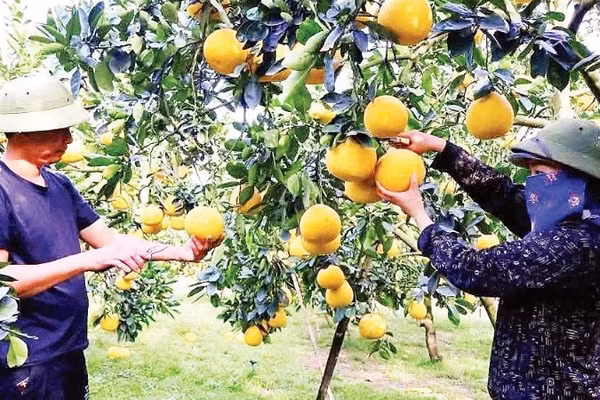 Việc áp dụng khoa học kỹ thuật vào sản xuất đã mang lại hiệu quả kinh tế cao cho nông dân trồng bưởi tại tỉnh Phú Thọ.