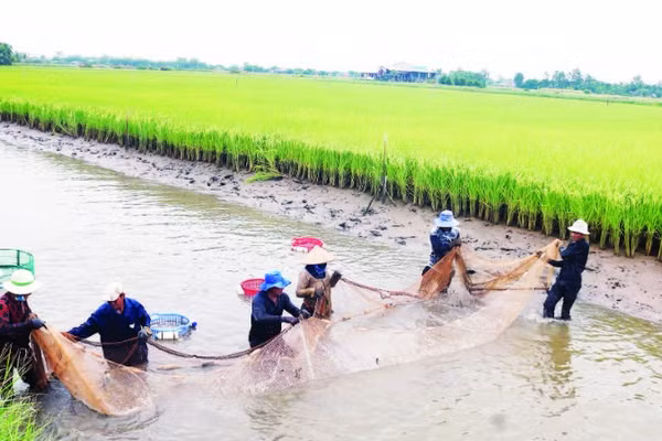 Mô hình lúa hữu cơ, kết hợp nuôi tôm càng xanh xã Long Hòa, tỉnh Vĩnh Long.