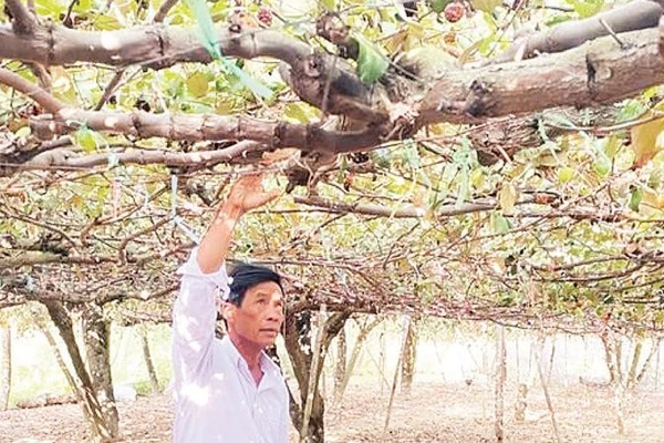 Ông Trượng Thành Liêm chăm sóc giàn táo vừa cho thu hoạch xong, chuẩn bị mùa vụ mới.