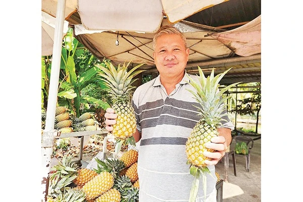 Khóm của ông Huỳnh Húa trồng tại vườn.