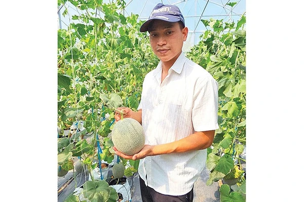 Dưa lưới xanh ngày Tết hút hàng.