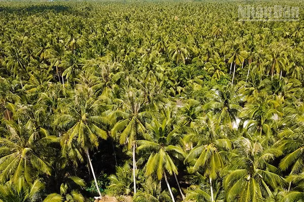 Xã Tiểu Cần, tỉnh Vĩnh Long ngút ngàn màu xanh cây dừa.