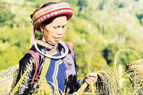 Đồng bào Dao thôn Phiêng Phàng, xã Cao Minh thu hoạch lúa Nếp Tài. (Ảnh MA NINH)