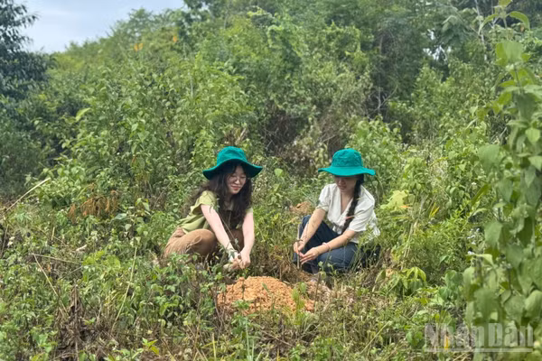 Cán bộ dự án tham gia trồng cây cùng bà con dân bản. 