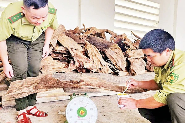Cán bộ kiểm lâm kiểm đếm khối lượng gỗ Pơ mu tàng trữ trái pháp luật.