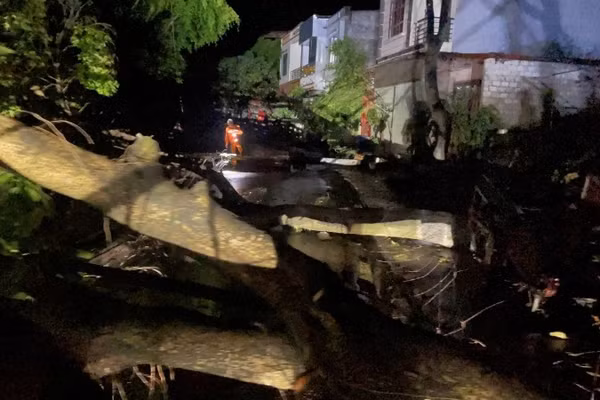 Hiện trường cây đổ sau mưa dông tại thôn Na Pác Ngam xã Bắc Hà (Lào Cai) rạng sáng 18/4