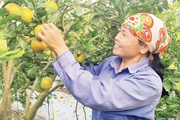 Nông dân xã Triệu Việt Vương, tỉnh Hưng Yên chuyển sang trồng cam cho thu nhập cao.