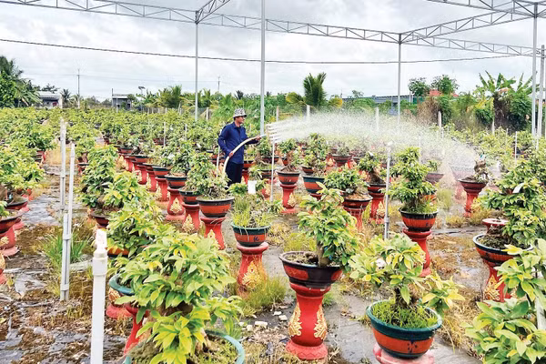 Sản xuất hoa kiểng là nghề truyền thống của nông dân tại tỉnh Vĩnh Long.