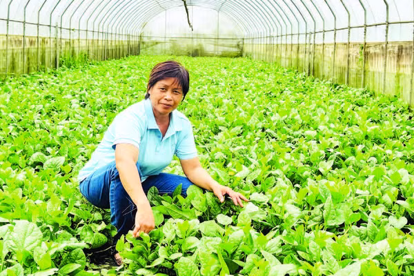 Chị Đặng Thị Cuối bên những luống rau hữu cơ chuẩn bị thu hoạch.