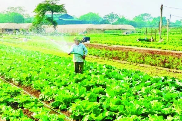 Hợp tác xã Rau quả sạch Chúc Sơn, phường Chương Mỹ, Hà Nội.