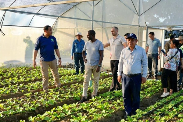 Đoàn công tác đánh giá dự án trồng rau sạch của một nông hộ ở Campuchia. (Ảnh: Fresh News) 