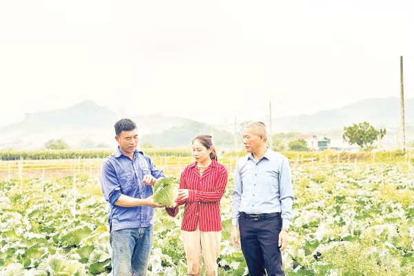 Mô hình trồng rau tại Hợp tác xã Lộc Thành. 