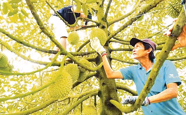 Nếu khai thác và điều tiết nước hiệu quả sẽ thúc đẩy phát triển sản xuất nông nghiệp bền vững. Ảnh: Phong Linh