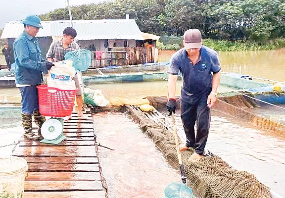 Người dân mưu sinh bằng nghề nuôi cá bè và đánh bắt thủy sản trên sông Pô Kô. 