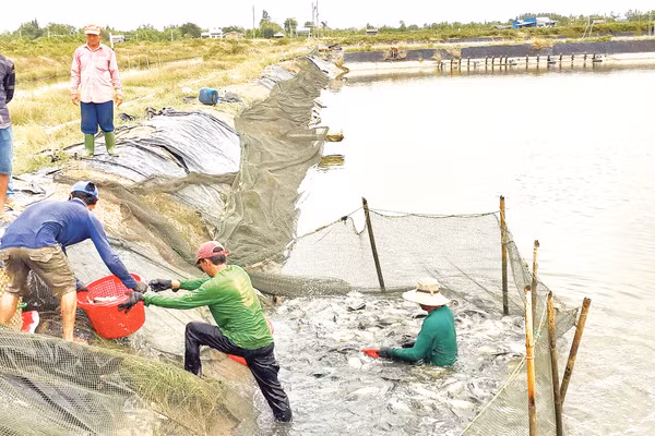 Thu hoạch cá rô phi nuôi ở thành phố Cần Thơ. Ảnh: Tích Chu