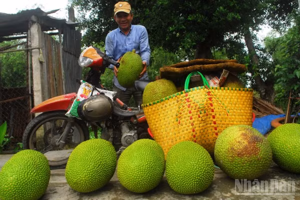 Thương lái thu mua mít cho nông dân tại xã Mỹ Thành, tỉnh Đồng Tháp.