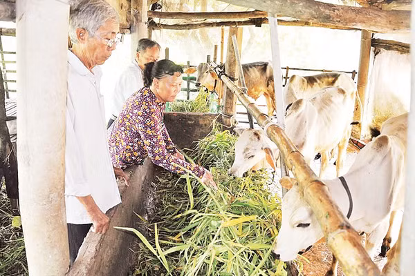 Mô hình nuôi bò giúp nhiều hộ gia đình vươn lên thoát nghèo bền vững. Ảnh Báo Cần Thơ. 