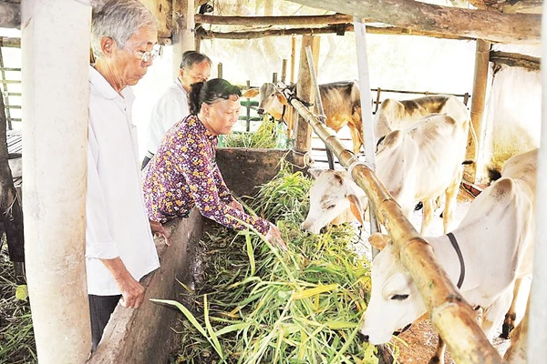Mô hình nuôi bò giúp nhiều hộ gia đình vươn lên thoát nghèo bền vững. Ảnh Báo Cần Thơ. 