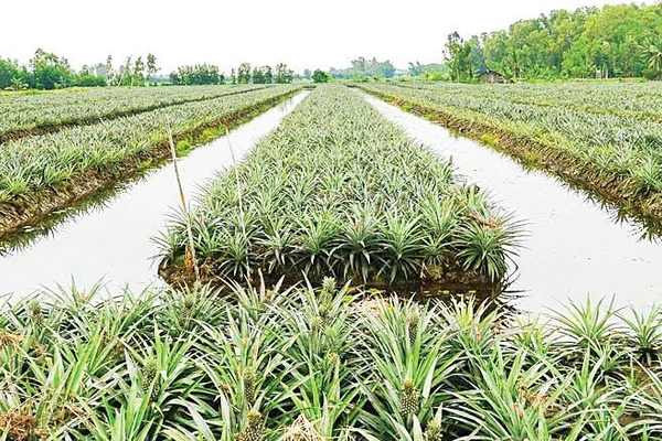 Cây khóm đang phủ “tấm áo xanh” cho Phú Quới.