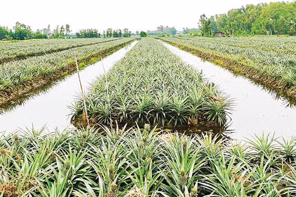 Cây khóm đang phủ “tấm áo xanh” cho Phú Quới.