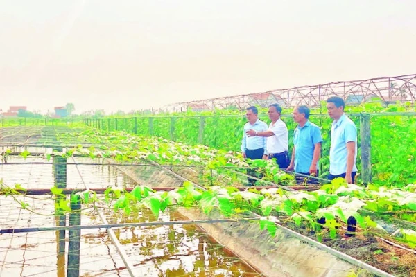 Những mô hình chuyển đổi cây trồng hiệu quả mang lại giá trị kinh tế cao tại xã Khánh Hội.