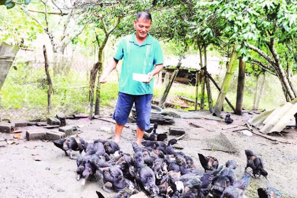Ông Mùa A Giàng chăm sóc đàn gia cầm của gia đình.