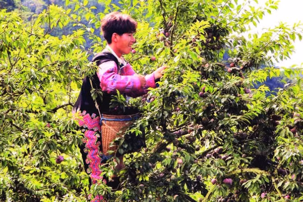 Người dân Mộc Châu thu hoạch mận. (Ảnh MINH HẠNH)