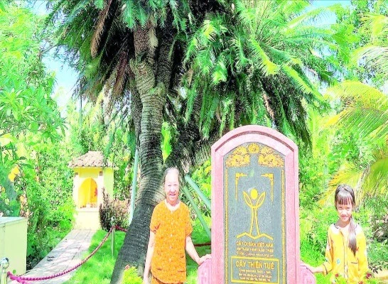 Cây thiên tuế tại đình Phú Nhuận (phường An Hội, tỉnh Vĩnh Long) được công nhận là cây di sản Việt Nam.