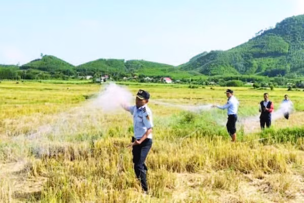 Thu gom lưới bẫy bắt chim yến trái phép. (Ảnh CTV)