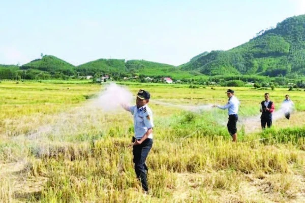 Thu gom lưới bẫy bắt chim yến trái phép. (Ảnh CTV)