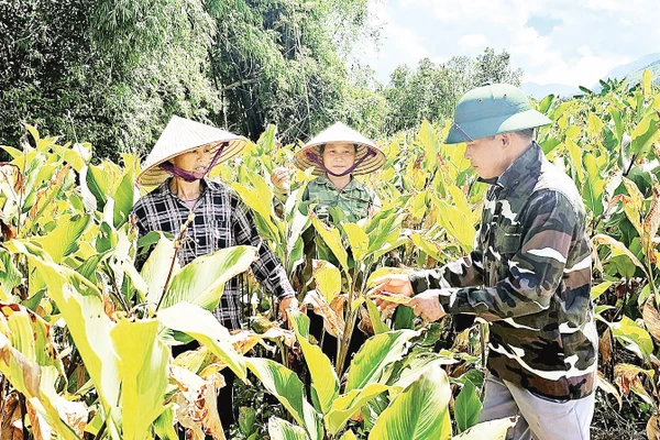 Anh Lý Minh Nhị cùng người dân chăm sóc vườn dong riềng của gia đình.