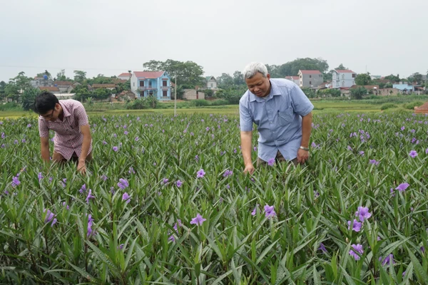 Nhiều thôn nông thôn mới không những quan tâm phát triển kinh tế, mà còn nỗ lực tạo dựng cảnh quan môi trường sạch đẹp.
