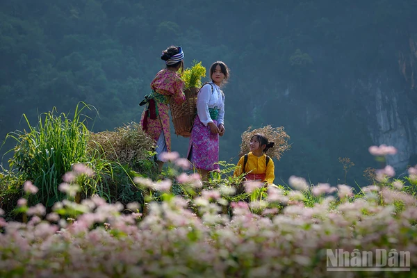 Miền đá nở hoa. (Ảnh: Vũ Linh) 