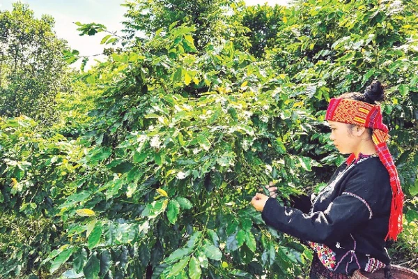 Thu hoạch cà-phê từ những vườn cà-phê xen cây rừng tại xã Hướng Phùng, tỉnh Quảng Trị.