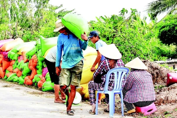 Thông qua các hợp tác xã, thương lái vào tận nơi thu mua, bao tiêu toàn bộ đầu ra lúa phát thải thấp với giá cao hơn thị trường khoảng 200 đồng/kg.