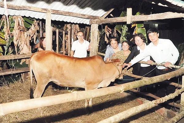 Trao bò, trao sinh kế để giúp người dân vươn lên thoát nghèo bền vững tại xã Đăk Hà, tỉnh Quảng Ngãi.
