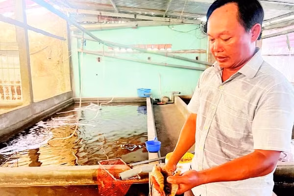 Quy trình nuôi tôm càng xanh lột giúp tăng giá trị gấp đôi so với trước đây.