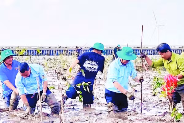 Một chương trình trồng mới rừng ngập mặn được tổ chức tại thành phố Cần Thơ.