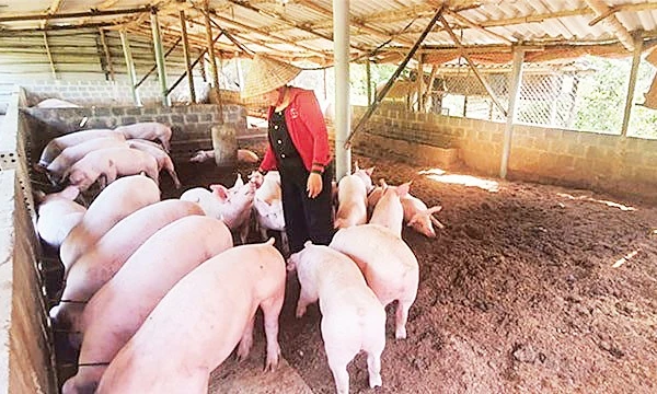 Việc nuôi lợn an toàn sinh học tại các hộ chăn nuôi nhỏ lẻ là khả thi. (Nguồn: H&D J.S.C)