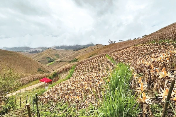 Mô hình trồng băng cỏ xen ngô giúp hạn chế sạt lở, xói mòn. Ảnh: Đức Bình